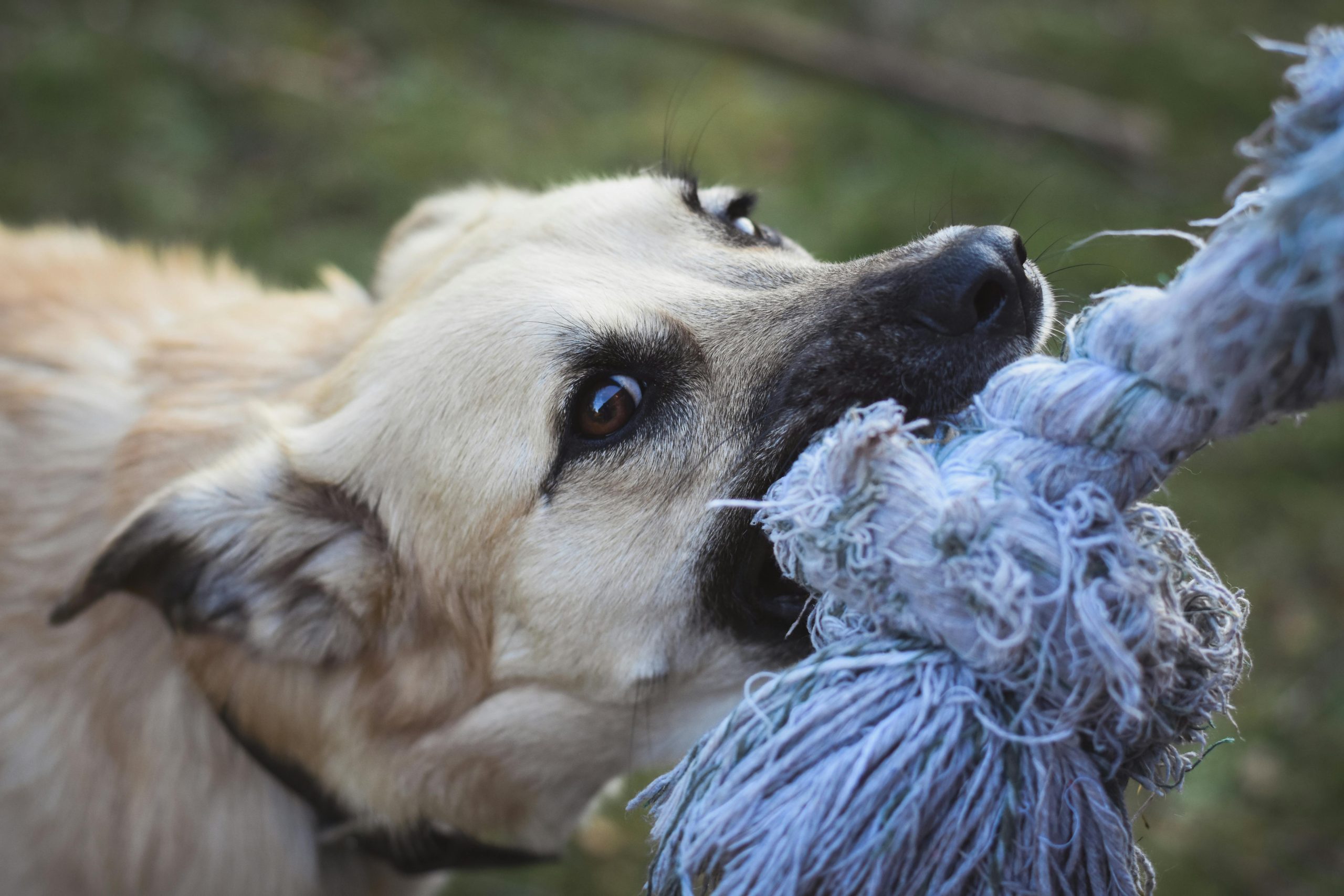 How to Play with Your Dog – Strengthening the Bond