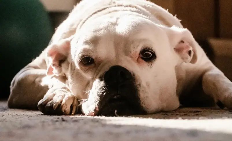 Dog Adaptation in a New Home