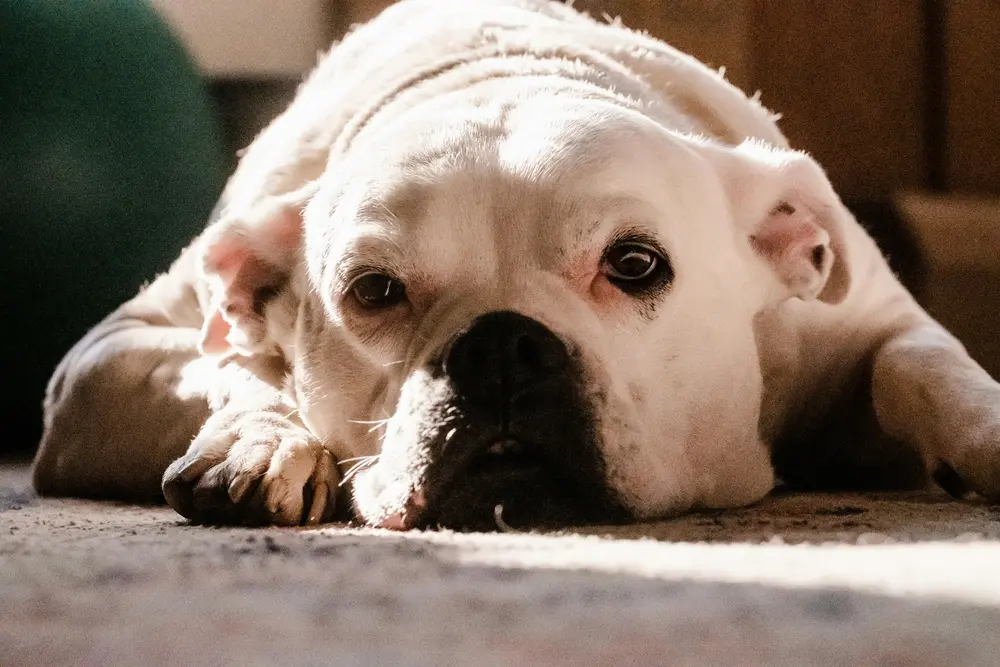 Dog Adaptation in a New Home