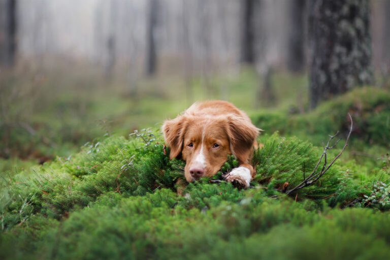 Why Walks in Nature Are the Key to Your Dog’s (and Your) Calmness